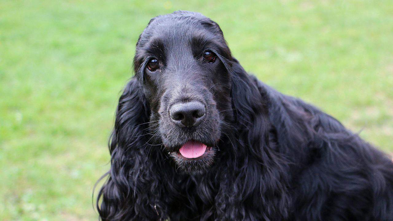 cocker spaniel