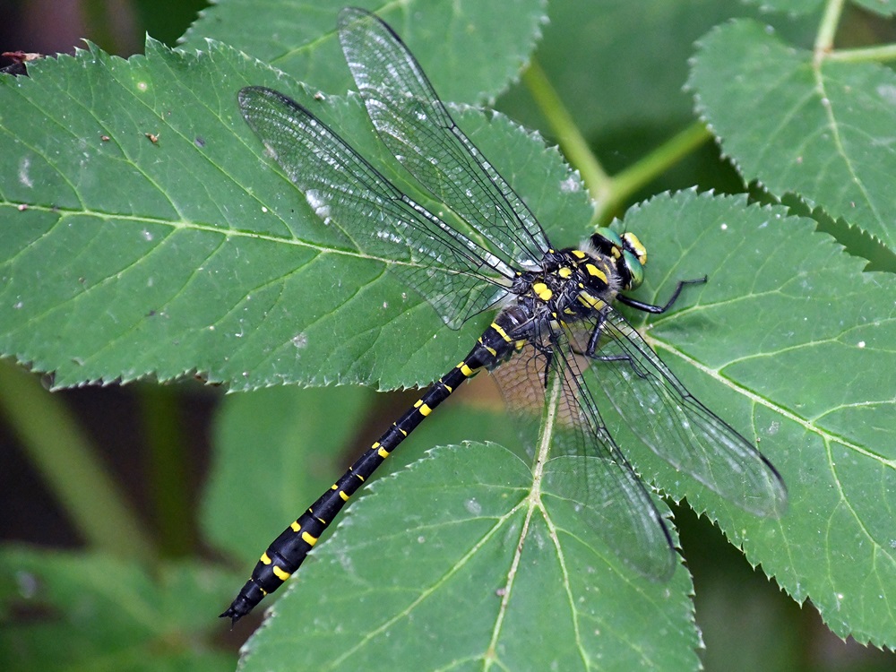 Cordulegaster boltonii