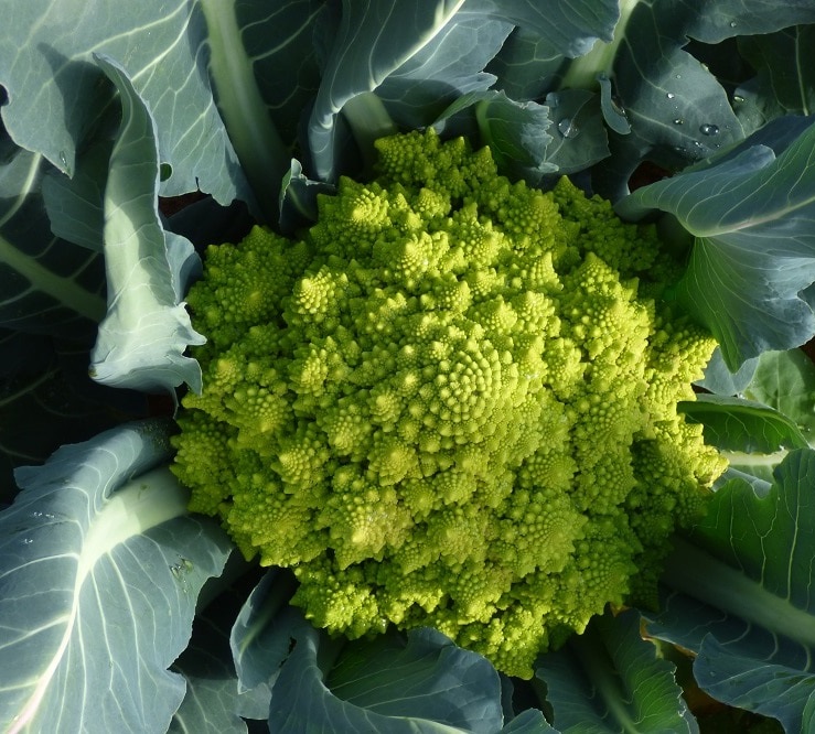 coltivare il Cavolo broccolo