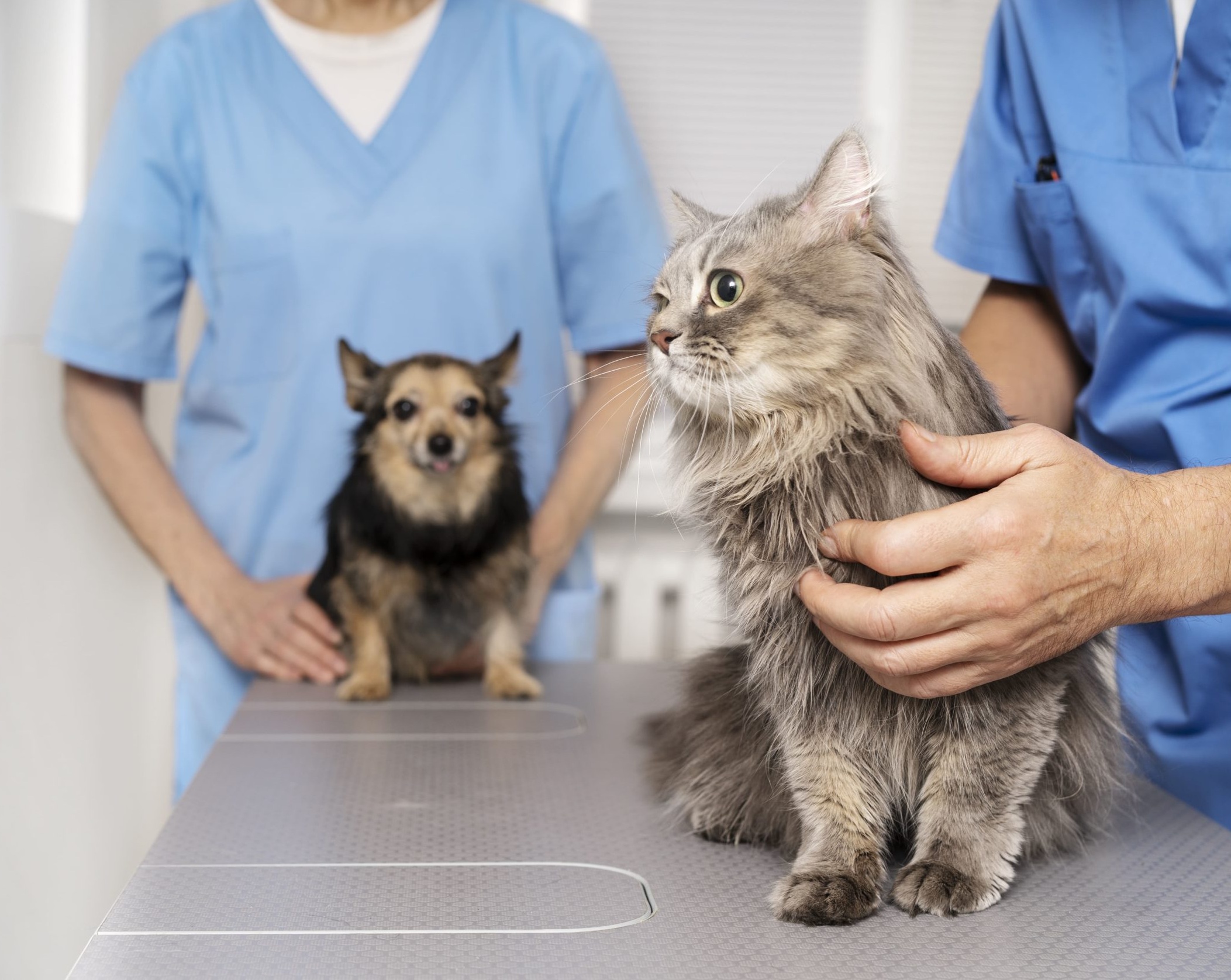 primo piano sul medico veterinario che si prende cura dell animale domestico 1 scaled