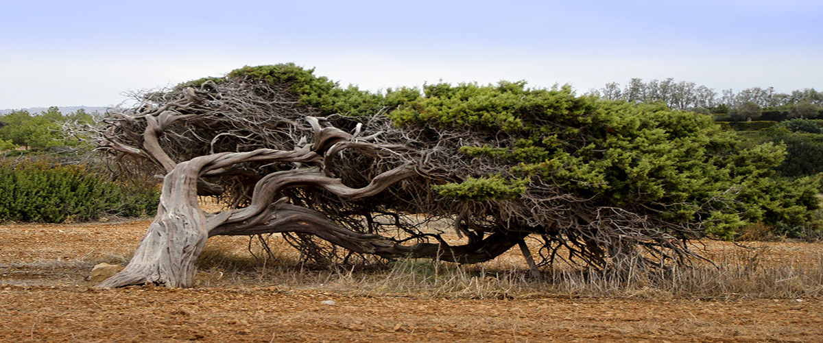 resilienza albero