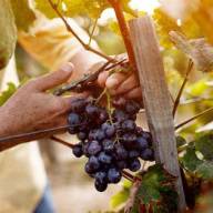 Il Racconto della Vendemmia a settembre: dall’Uva al Vino