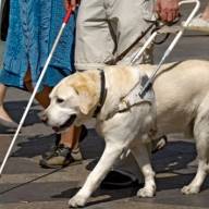 Oltre i propri occhi: il ruolo dei cani guida nella vita delle persone con disabilità visiva