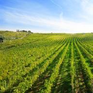 I Vini del Grande Vulcano Laziale: Un Viaggio tra Storia e Qualità