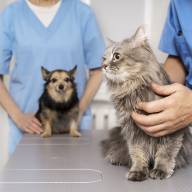 Enna - L' ASP dispone il potenziamento della medicina veterinaria